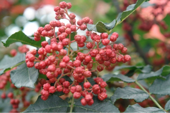 花椒和麻椒有什么区别：在味觉方面麻椒味道比花椒更重，而且特别的麻