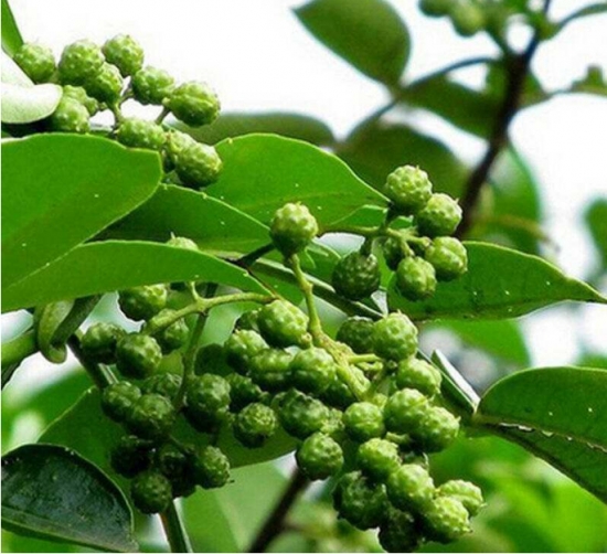 花椒和麻椒有什么区别：在味觉方面麻椒味道比花椒更重，而且特别的麻