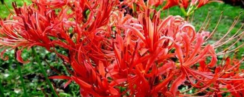 彼岸花的种子如何买