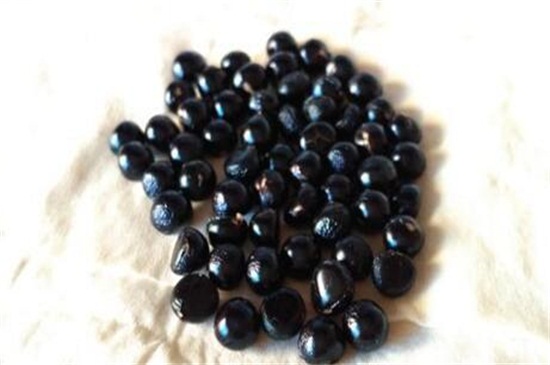 彼岸花的种子如何买