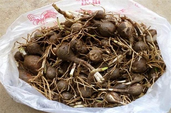 彼岸花的种子如何买