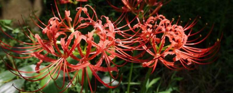 彼岸花如何种植办法