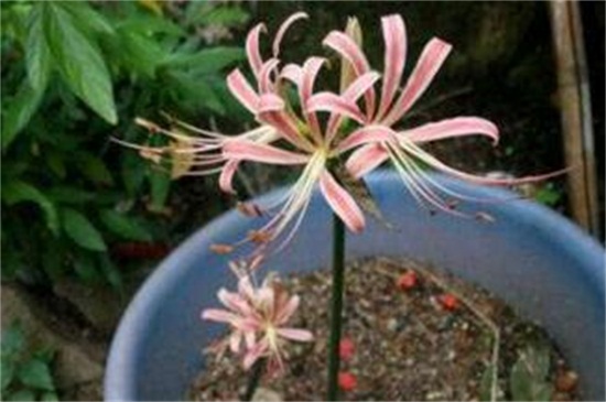 彼岸花如何种植办法