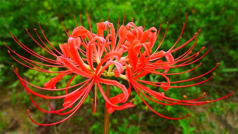 彼岸花碰到血会如何