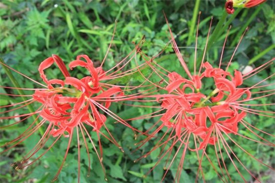 彼岸花碰到血会如何