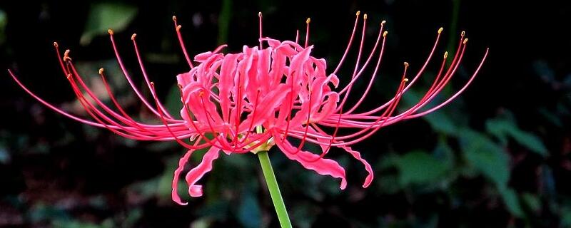 彼岸花碰到血会如何