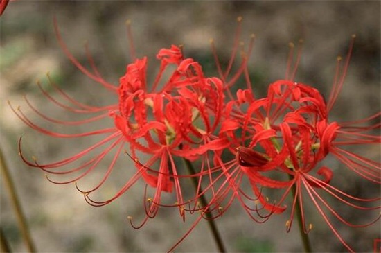 彼岸花碰到血会如何