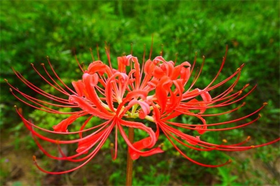 彼岸花的诅咒,恋人相知相识不能相爱