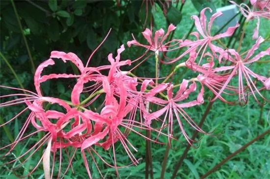 彼岸花的诅咒,恋人相知相识不能相爱