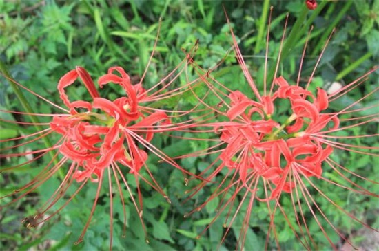 彼岸花的诅咒,恋人相知相识不能相爱