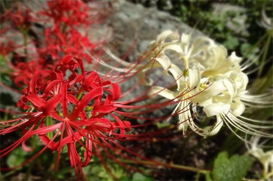 彼岸花的诅咒,恋人相知相识不能相爱