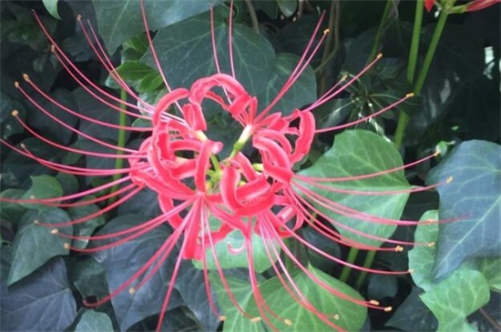 彼岸花的诅咒,恋人相知相识不能相爱