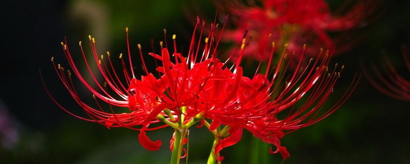 彼岸花为何不能养