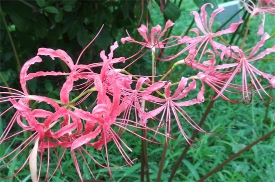 彼岸花为何不能养