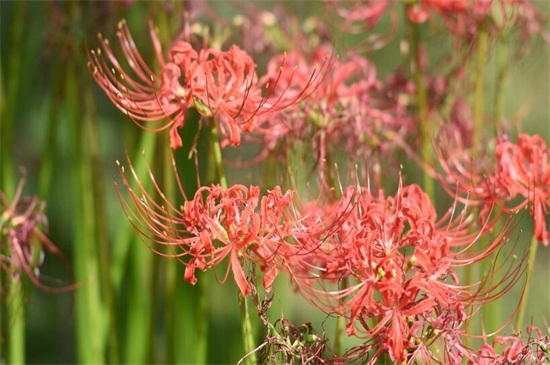 彼岸花为何不能养