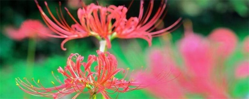 彼岸花的花语和象征