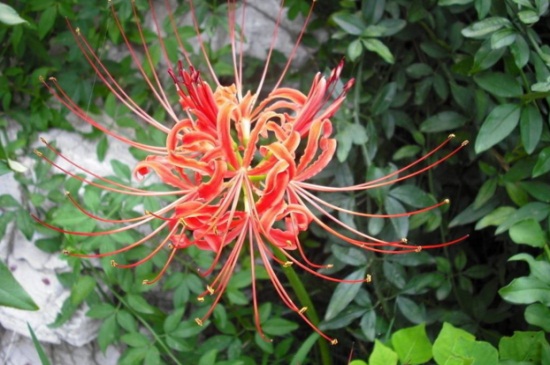 为何女生不纹彼岸花,寓意不详/死亡/分离