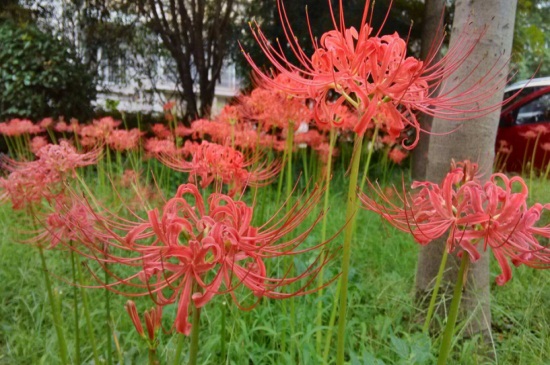 为何女生不纹彼岸花,寓意不详/死亡/分离