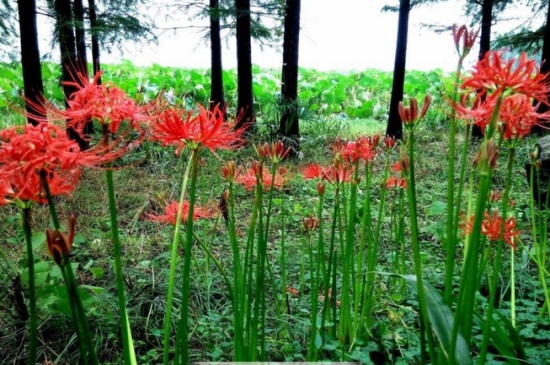 为何女生不纹彼岸花,寓意不详/死亡/分离