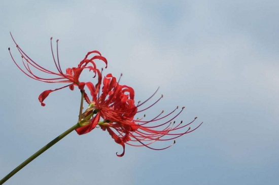 为何女生不纹彼岸花,寓意不详/死亡/分离