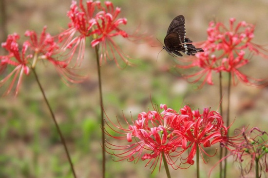 为何女生不纹彼岸花,寓意不详/死亡/分离