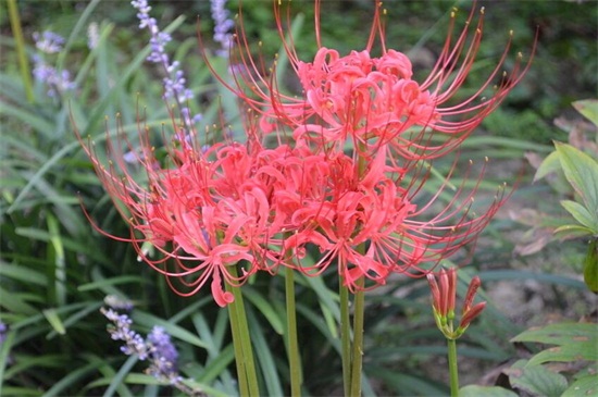 彼岸花是什么花