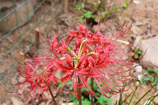 彼岸花是什么花