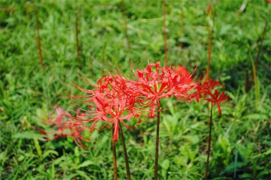 花叶不相见的植物,传说生长在地狱的彼岸花