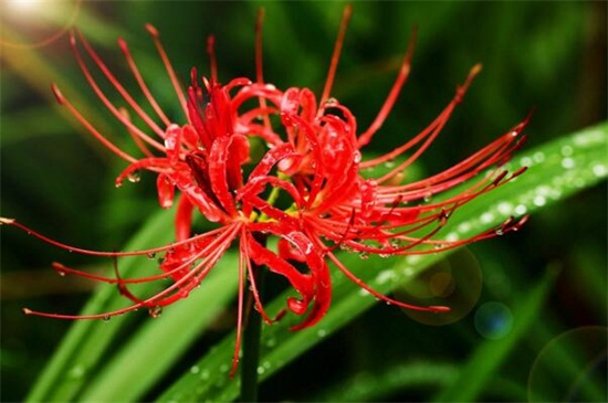 花叶不相见的植物,传说生长在地狱的彼岸花