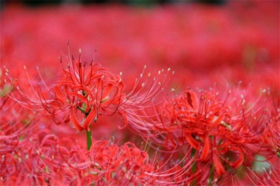 花叶不相见的植物,传说生长在地狱的彼岸花