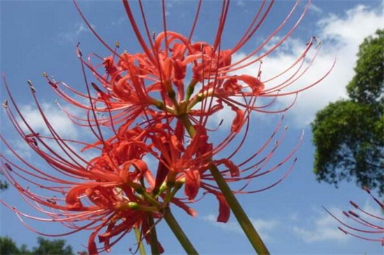 花叶不相见的植物,传说生长在地狱的彼岸花