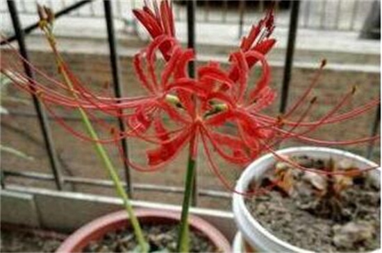 花叶不相见的植物,传说生长在地狱的彼岸花