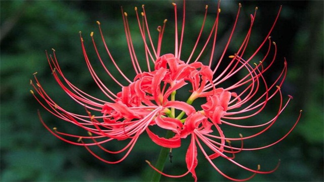 曼珠沙华如何养