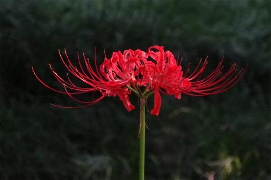 曼珠沙华如何养