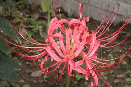 曼珠沙华如何养