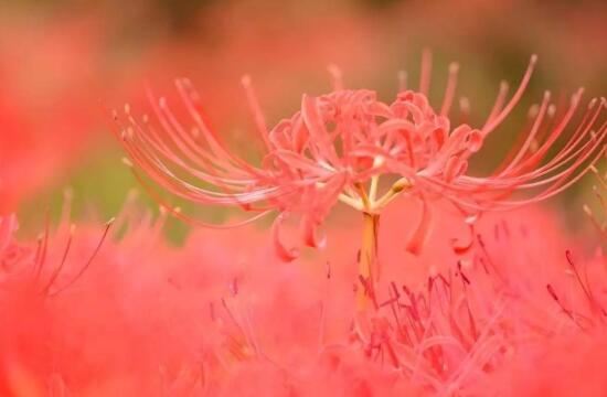 彼岸花为何叫死人花，太过晦气专门长在坟墓