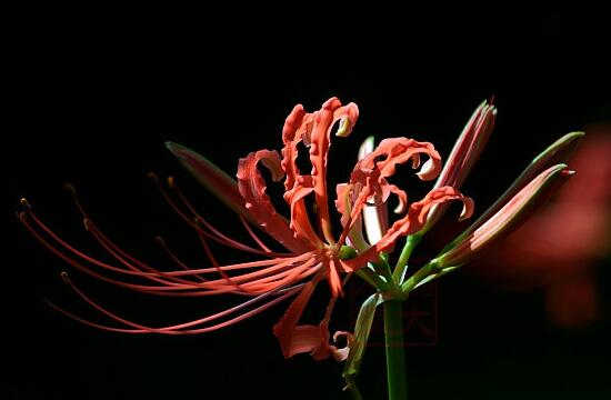 彼岸花为何叫死人花，太过晦气专门长在坟墓