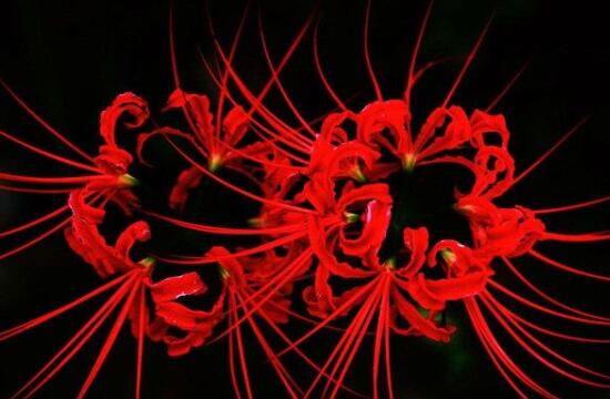 彼岸花为何叫死人花，太过晦气专门长在坟墓