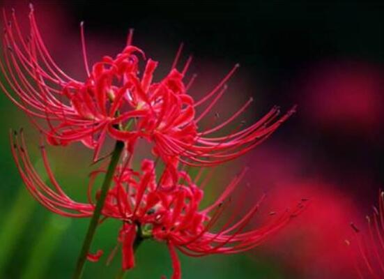 看见彼岸花有什么预示，彼岸花的传说及花语(悲伤的回忆/思念)