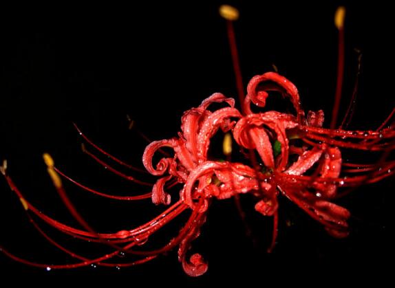 彼岸花碰到血会如何,彼岸花为何不能养