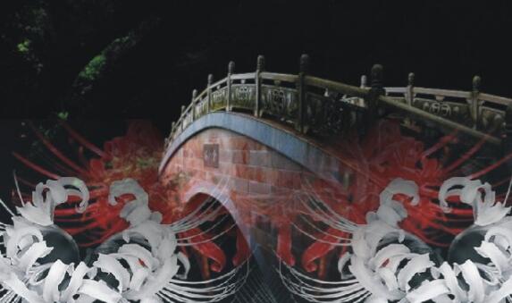 彼岸花碰到血会如何,彼岸花为何不能养