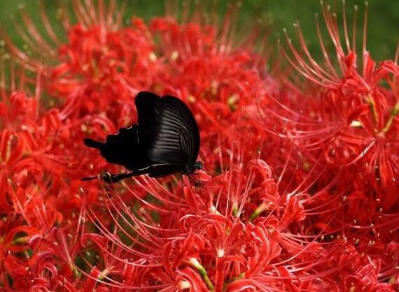 彼岸花碰到血会如何,彼岸花为何不能养