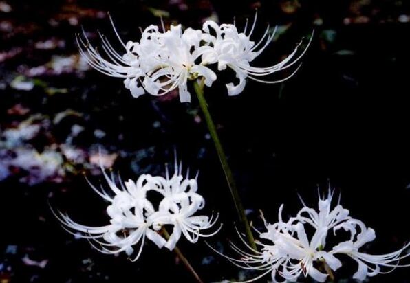 彼岸花碰到血会如何,彼岸花为何不能养