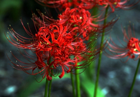 彼岸花的养殖办法及留意事项：彼岸花根茎有毒，会引致呕吐、痉挛等症状，不可随意食用