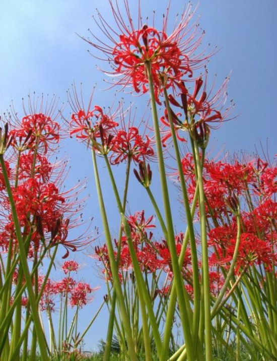 彼岸花的养殖办法及留意事项：彼岸花根茎有毒，会引致呕吐、痉挛等症状，不可随意食用