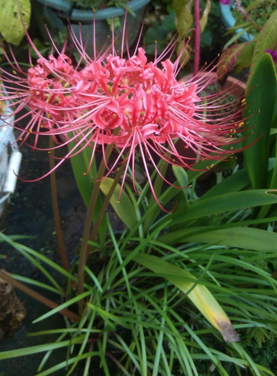 彼岸花的养殖办法及留意事项：彼岸花根茎有毒，会引致呕吐、痉挛等症状，不可随意食用