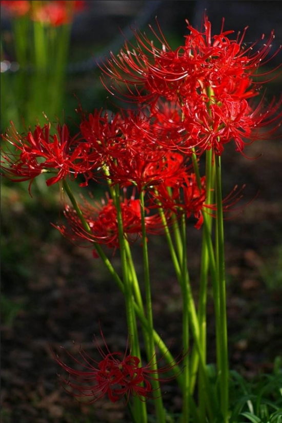 彼岸花可以在家养吗：可以，通常与欧式古典风格或温馨的现代风格居室搭配