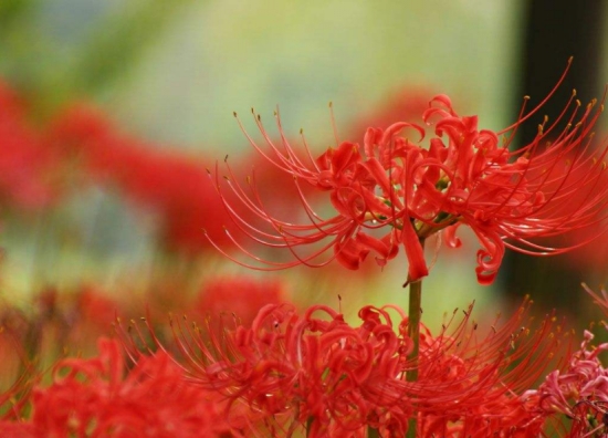 彼岸花可以在家养吗：可以，通常与欧式古典风格或温馨的现代风格居室搭配