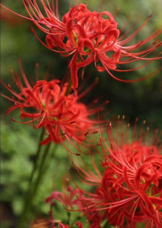 彼岸花可以在家养吗：可以，通常与欧式古典风格或温馨的现代风格居室搭配