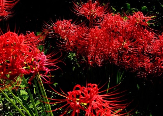 彼岸花的花语和传说